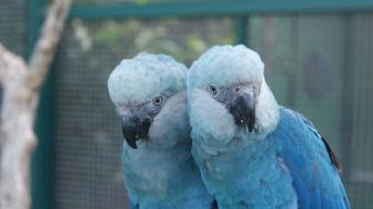 Neste sábado, está prevista a soltura de oito aves na Bahia.