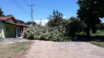 Por pouco os galhos da árvore não atingiu uma casa a frente.