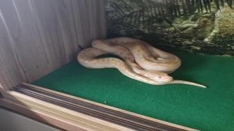 Órgãos ambientais foram acionados para averiguar o caso e multaram o homem em R$ 2,2 mil porque ele não tinha licença para criar o animal. Ratos seriam alimento para a cobra.