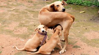 Medida visa à saúde de grupos com grande sensibilidade ao ruído, como idosos, pessoas com transtorno do espectro autista, bebês, pessoas com deficiência, crianças e animais.