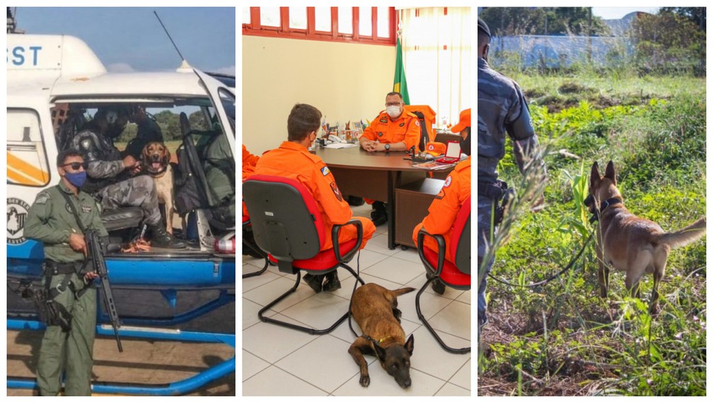 Do 'contrato' à aposentadoria: cães militares voam de helicóptero, treinam com membros humanos amputados e até participam de reuniões