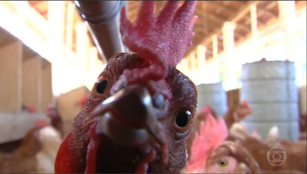 Três pessoas são indiciados pelo furto de 13 galinhas no interior do Tocantins